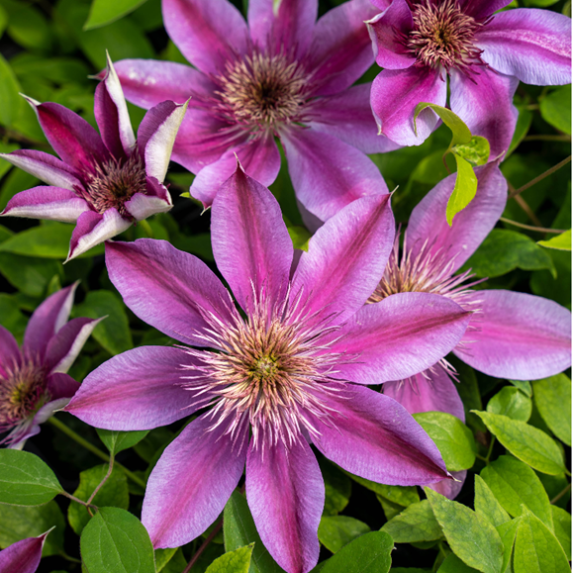 Клематис гибридный Импресс